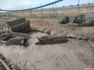 porci Mangalița pt sacrificat - imagine 4