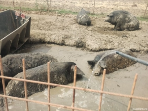 porci Mangalița pt sacrificat