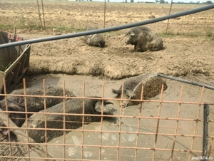 porci Mangalița pt sacrificat - imagine 3