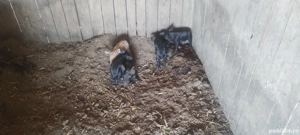 purcei Mangalița  - imagine 3 purcei Mangalița  - imagine 3