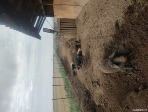 purcei Mangalița  - imagine 2 purcei Mangalița  - imagine 2