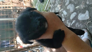 Donez Catelusi - imagine 2 Donez Catelusi - imagine 2