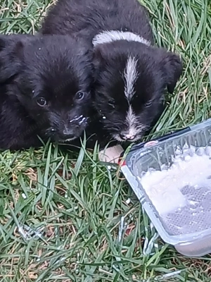 Donez Catelusi - imagine 3 Donez Catelusi - imagine 3