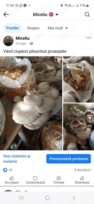 Vând sămânță de ciuperci (miceliu)