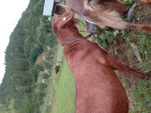 Vând țap 2 ani 1200ron