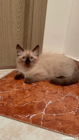 pisici birmaneze fete baieti - imagine 5