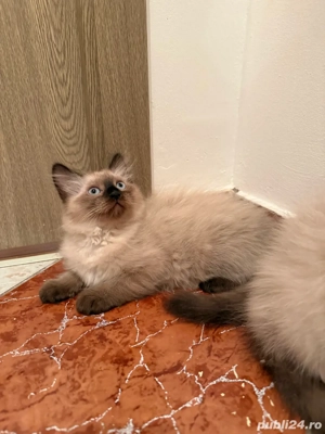 pisici birmaneze fete baieti - imagine 2
