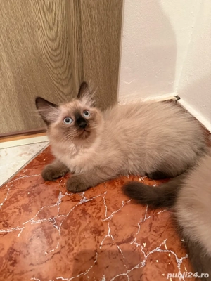 pisici birmaneze fete baieti - imagine 4