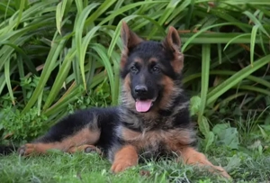 Pui Ciobănesc German talie mare disponibili 