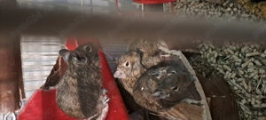 Veverite degu pui diferite varste - imagine 5