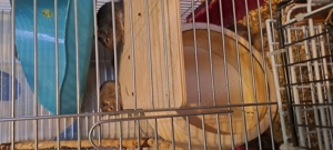 Veverite degu pui diferite varste - imagine 2