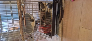 Veverite degu pui diferite varste - imagine 4