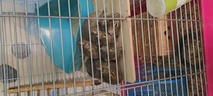 Veverite degu pui diferite varste - imagine 3