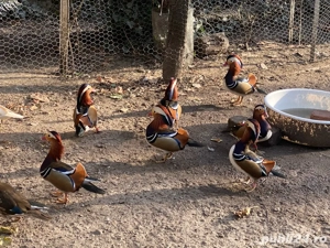 Rate mandarin - imagine 2