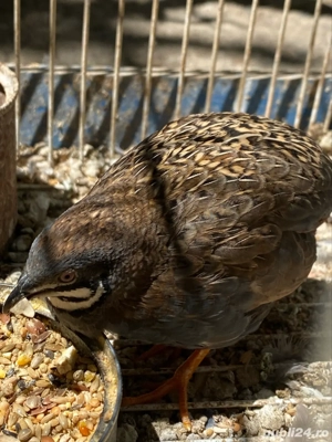 Prepelita pitica chinezeasca - imagine 2