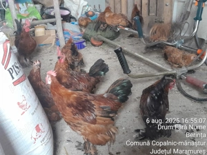 Cocoșei tineri Mii de Flori!