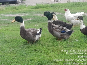 2 Rățoi tineri îs cauta alta casa!