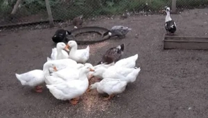 Rate tinere si ouatoare - imagine 3 Rate tinere si ouatoare - imagine 3