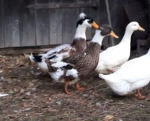 Rate tinere si ouatoare