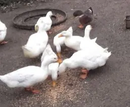 Rate tinere si ouatoare - imagine 2 Rate tinere si ouatoare - imagine 2