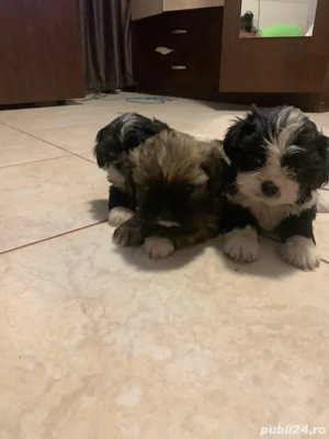 catei shih-tzu de vazare 