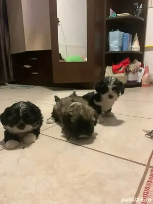 catei shih-tzu de vazare  - imagine 2