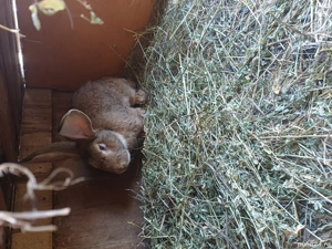 iepuri renut la toti - imagine 3