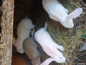 iepuri renut la toti - imagine 4