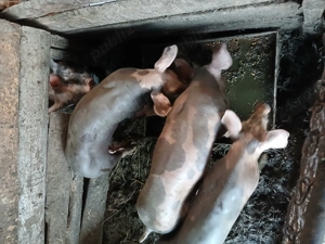 Porci pietrain rasă pură