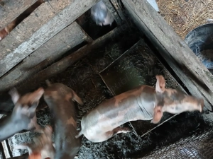 Porci pietrain rasă pură  - imagine 2