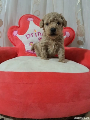 Pudel pitic - imagine 3