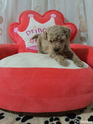 Pudel pitic - imagine 5