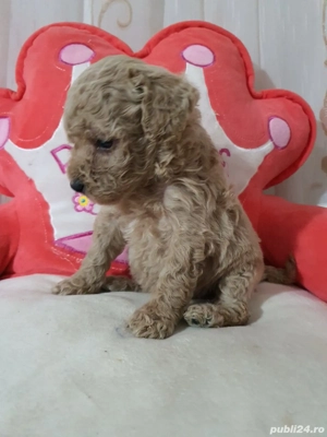 Pudel pitic - imagine 2