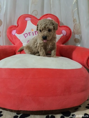 Pudel pitic - imagine 4