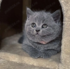 British shortair blue   - imagine 3