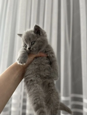 British shortair blue   - imagine 2