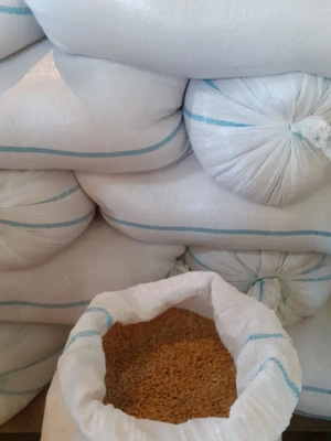 Vând semințe de mei galben