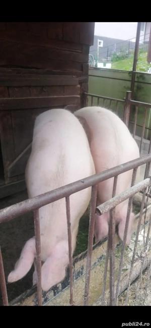 vand porci  - imagine 3