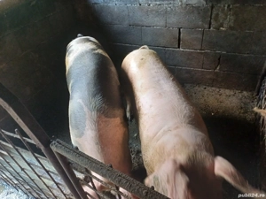 vand porci  - imagine 5