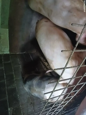 vand porci  - imagine 4