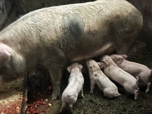 Scroafă cu 10 purcei 4000 lei - imagine 2 Scroafă cu 10 purcei 4000 lei - imagine 2