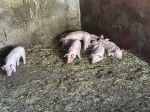 Scroafă cu 10 purcei 4000 lei - imagine 3 Scroafă cu 10 purcei 4000 lei - imagine 3