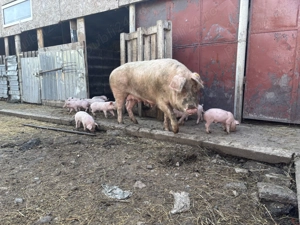 Scroafă cu 10 purcei 4000 lei - imagine 5 Scroafă cu 10 purcei 4000 lei - imagine 5