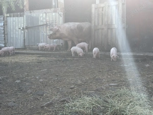 Scroafă cu 10 purcei 4000 lei - imagine 4 Scroafă cu 10 purcei 4000 lei - imagine 4