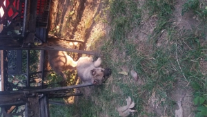 Ofer gratuit caței ciobănesc german - imagine 4