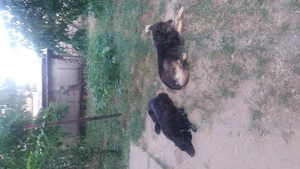 Ofer gratuit caței ciobănesc german - imagine 5