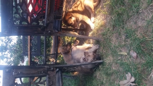 Ofer gratuit caței ciobănesc german - imagine 3