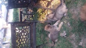 Ofer gratuit caței ciobănesc german - imagine 2