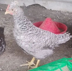 cocosei motati de 4 luni rasa de gaini Cream Legbar