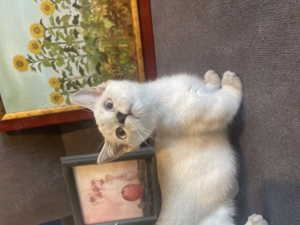 Pisici rasa Munchkin cu picioare scurte - imagine 4 Pisici rasa Munchkin cu picioare scurte - imagine 4